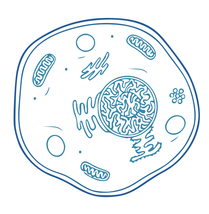 Hand-drawn Image of Cell